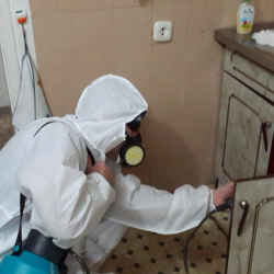 Дезинфекция от муравьев в квартире в Новочеркасске
